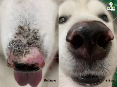 น้อง ลักกี้ โรคผิวหนัง